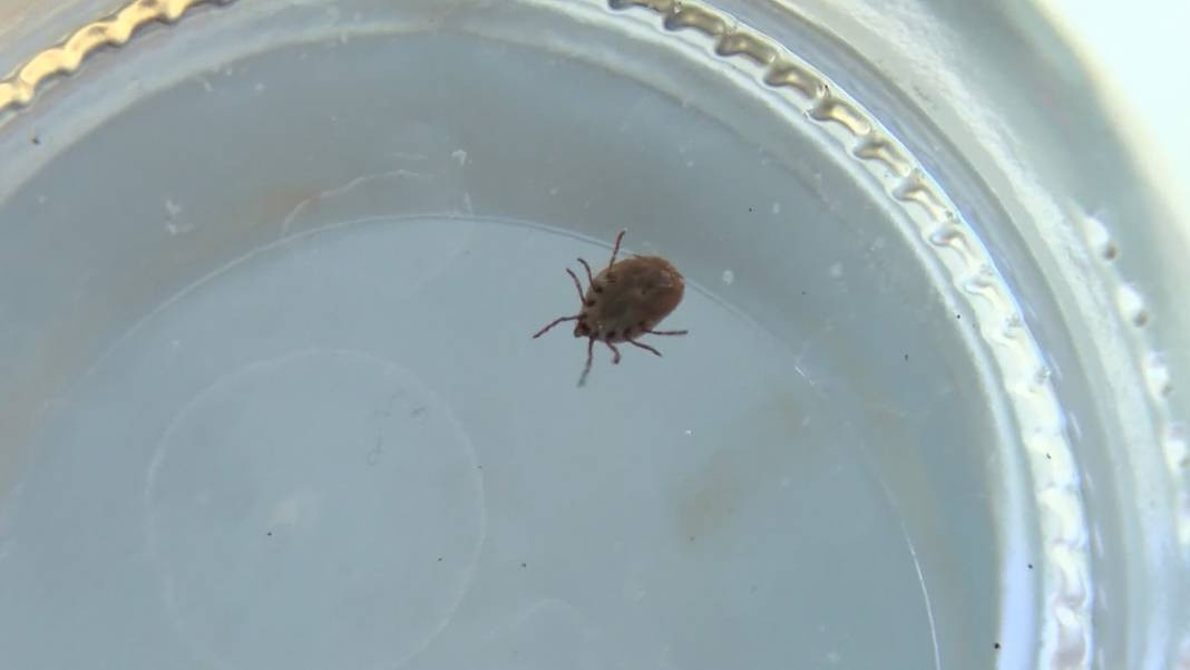 Havalar ısındı kabus geri döndü! 3 kişi öldü, 300 kişi tedavi görüyor - Resim: 9